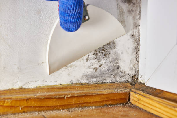 Best Black Mold Removal  in Wilkinson Heights, SC